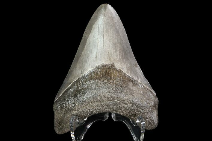 Brown, Fossil Megalodon Tooth - Georgia #76874